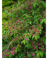 Weigela 'Bristol Ruby'