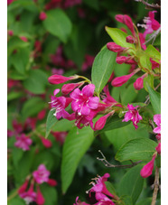 Weigela 'Bristol Ruby'