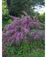 Weigela 'Florida Variegata'