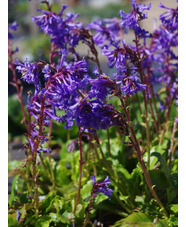 Wulfenia carinthiaca