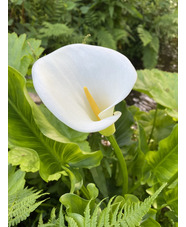 Zantedeschia aethiopica