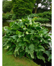 Zantedeschia aethiopica 'Green Goddess' 