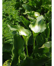 Zantedeschia aethiopica 'Green Goddess' 