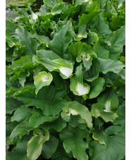 Zantedeschia aethiopica 'Green Goddess' 