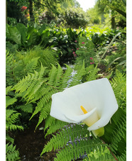 Zantedeschia aethiopica